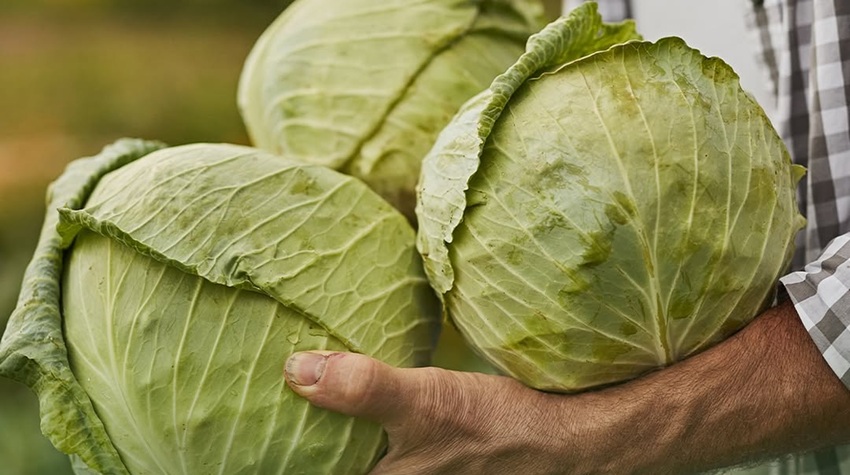 BAŠTA NA PRAGU – SPOJ TRADICIJE I SAVREMENE PROIZVODNJE U RIBNIKU